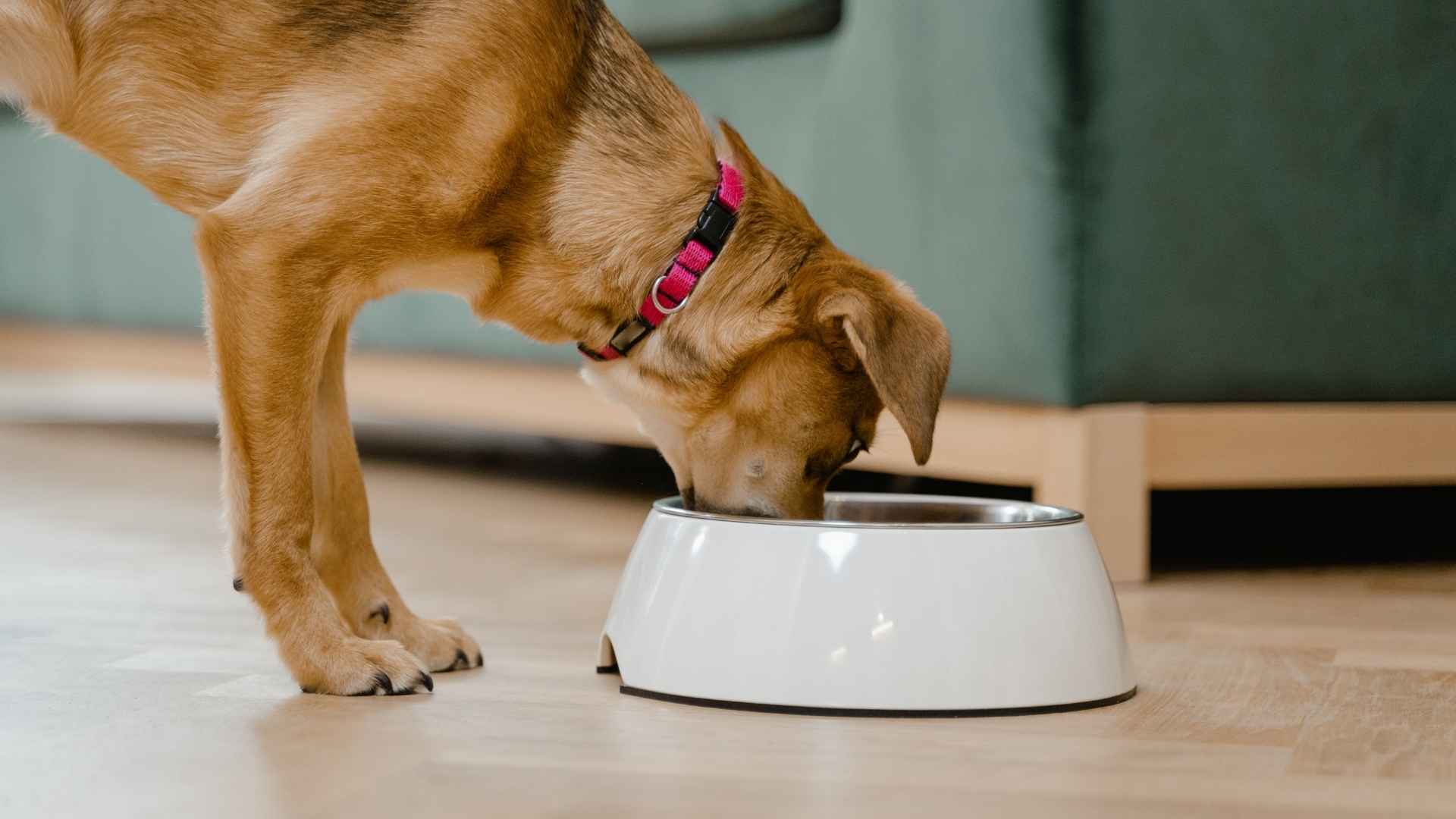 Comida humeda o cocinada perros